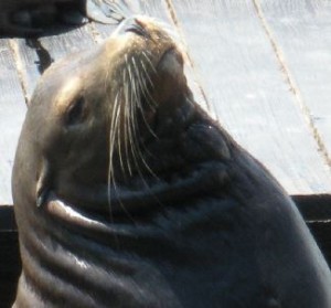 elephant seal